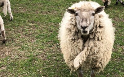 Fårenes dag 30. maj 2021