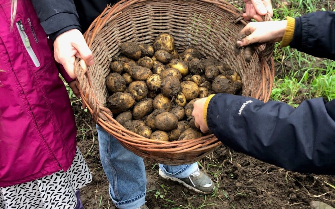 Kartoffelferie